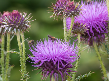 Milk Thistle 80% Silybum 水飞蓟