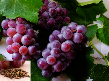 Grape Seed Ext. 95% 葡萄籽