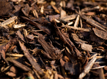 Eucommia bark 5:1 杜仲