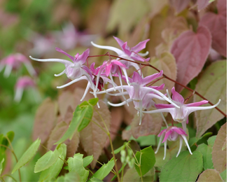 Epimedium Extract 10% icariins淫羊藿