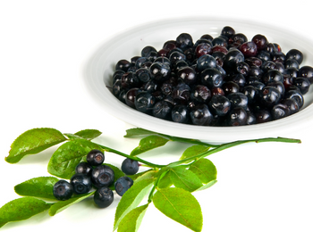 Bilberry Extract 25% 越橘