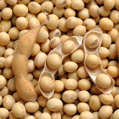 U.S. Non-GMO Soybeans