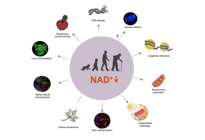 What are more effective products than NMN?