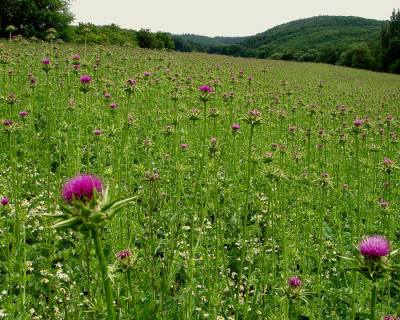 What is Milk thistle?
