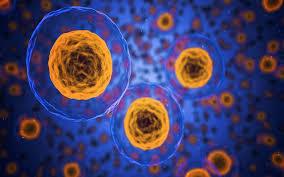What is Alpha-Lipoic Acid？